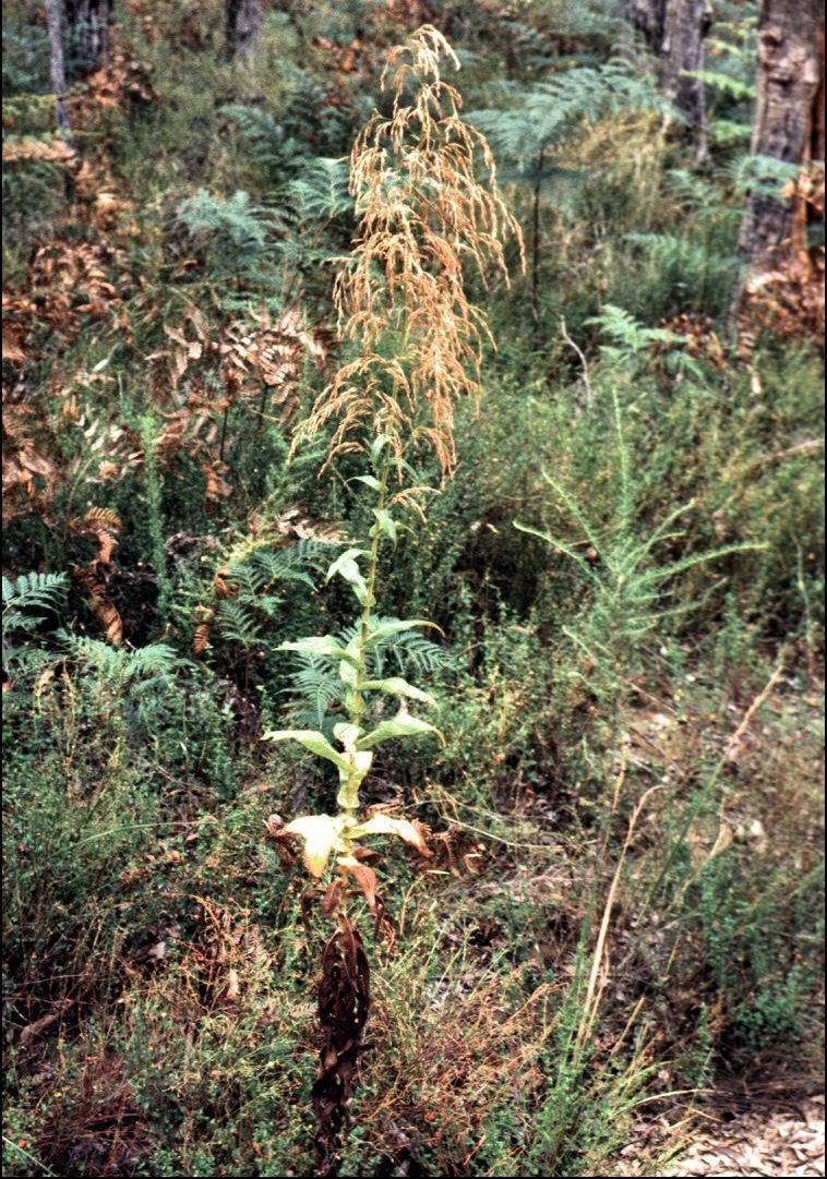 Incense Plant