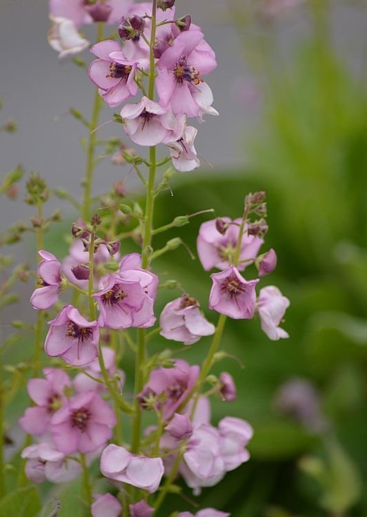 Verbascum, Hybrid Mullein, Ornamental Mullein Jackie in Pink