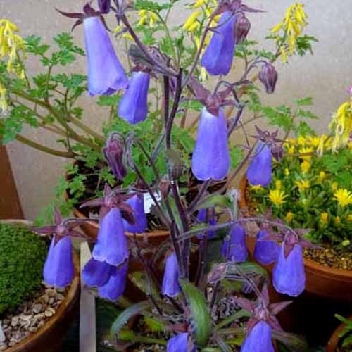 Ringflower