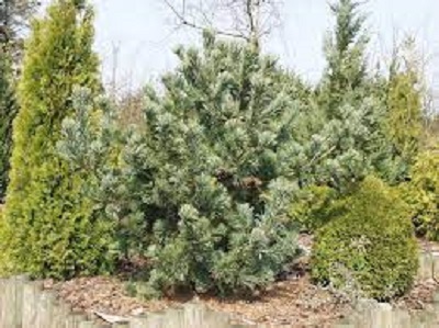 Japanese White Pine Peterson