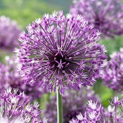 Allium Species, Rosenbach Allium, Showy Onion