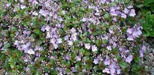 Veronica, Creeping Speedwell Waterperry Blue