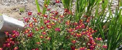 Helianthemum, Common Rock Rose, Sun Rose Dazzler