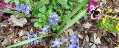 Scilla Species, Chionodoxa, Lesser Glory-of-the-Snow, Turkish Glory of the Snow