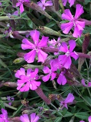 Silene Species, Alpine Campion, Autumn Campion, Caucasian Campion