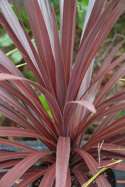 False Dracaena