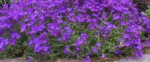 Aubrieta, Common Rock Cress, Large Flowered Aubretia