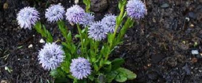 Globularia Species, Globe Daisy