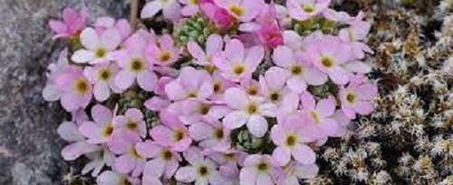 Androsace Species, Rock Jasmine