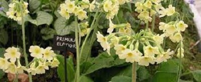 Primula Species, Paigle Primrose, True Oxlip