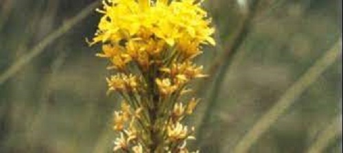 Bulbinella Species, Maori Onion