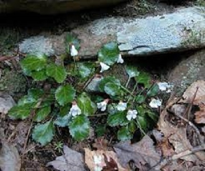 Oconee Bells