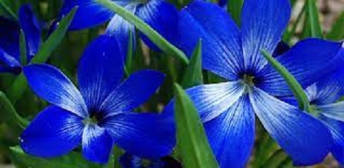Chilean Blue Crocus