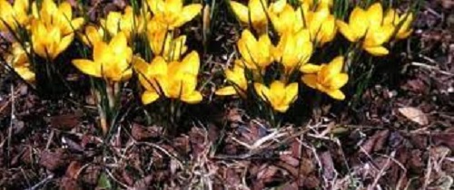 Snow Crocus, Golden Crocus Goldilocks