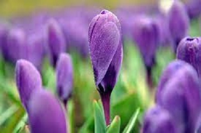 Dutch Crocus, Spring Crocus Remembrance
