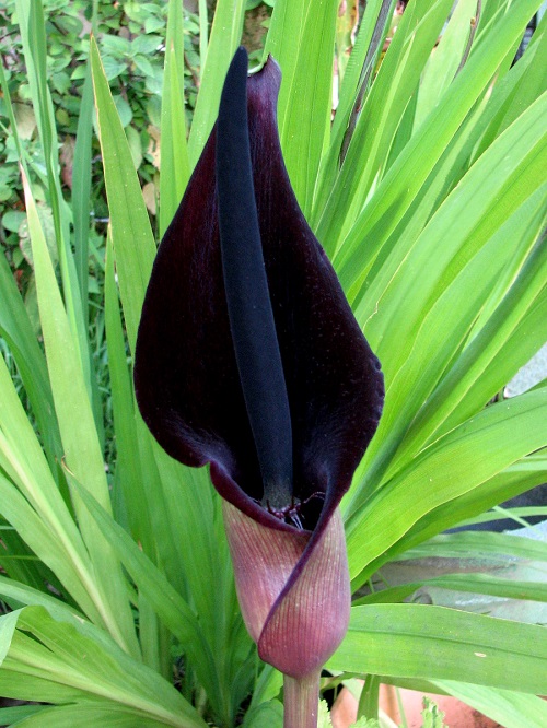 Arum Species
