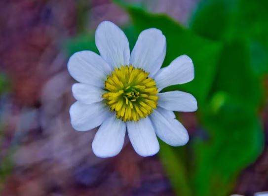 Mountain Marsh Marigold, White Marsh-Marigold