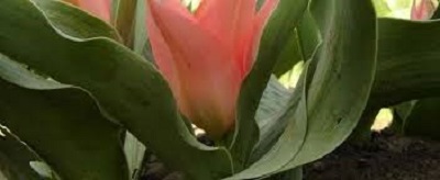 Greigii Tulip Toronto
