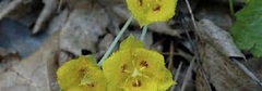 Calochortus Species, Yellow Pussy Ears, Yellow Star Mariposa Lily, Yellow Star Tulip