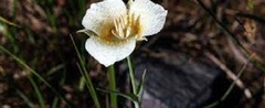 Calochortus Species, Alpine Pussy Ears, Mountain Cat's Ear, Subalpine Mariposa Lily