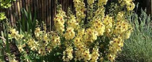 Verbascum, Hybrid Mullein, Ornamental Mullein Jackie