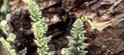 Cheilanthes Species, Woolly Cloak Fern