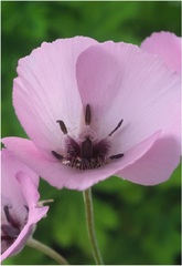 Calochortus, Cat's Ears, Fairy Lantern, Mariposa Tulip, Splendid Mariposa Lily 'Violet Queen'