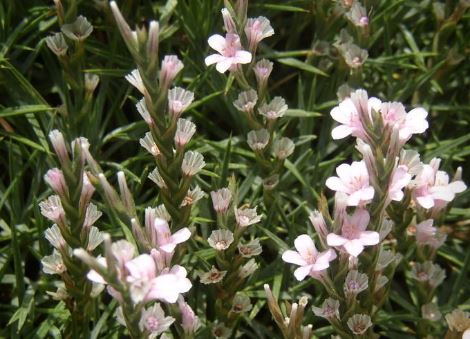Acantholimon Species, Prickly Thrift