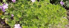 Geranium, Cape Cranesbill, Hardy Geranium 'LaVeta Lace'