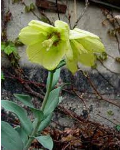Fritillaria Species, Pale-Flowered Fritillary