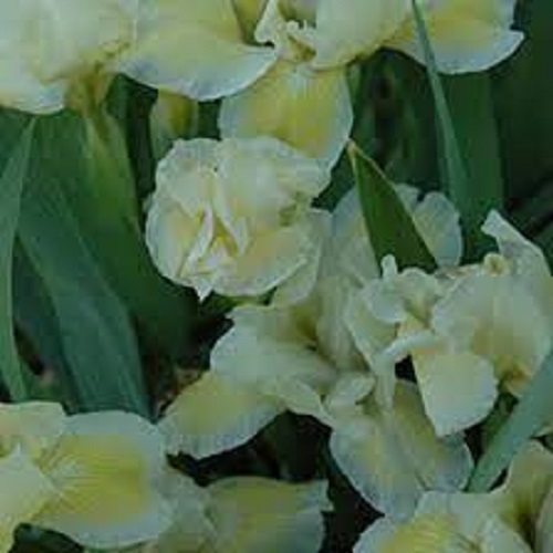 Standard Dwarf Bearded Iris Cream Cake