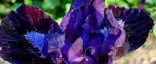 Standard Dwarf Bearded Iris Dark Vader
