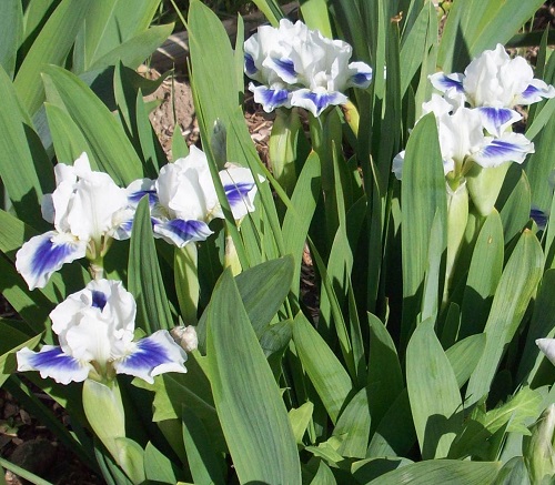 Standard Dwarf Bearded Iris Gentle Grace