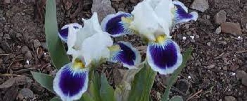 Standard Dwarf Bearded Iris Grape Orbit