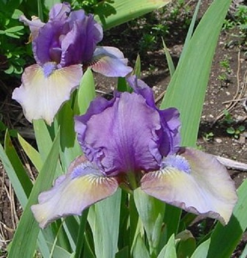 Standard Dwarf Bearded Iris Sea Urchin