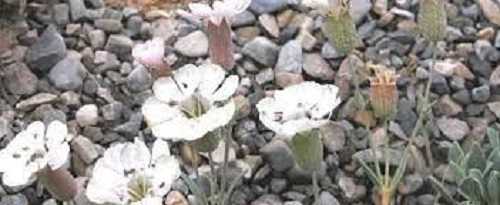Silene, Sea Campion, Bladder Campion Compacta