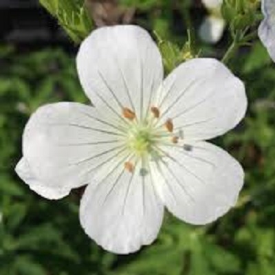 Geranium, Hardy Geranium, Meadow Cranesbill Albiflorum