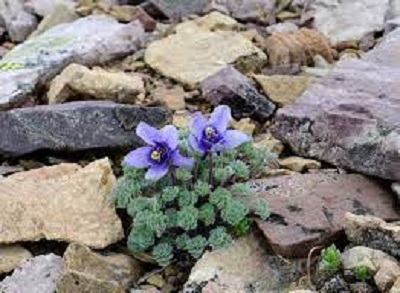 Jasione