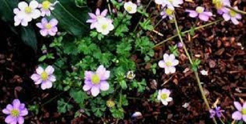 Anemonastrum Species, Blue Buttercup, Himalayan Thimbleweed