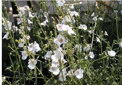 Diascia, Twinspur Ice Cracker
