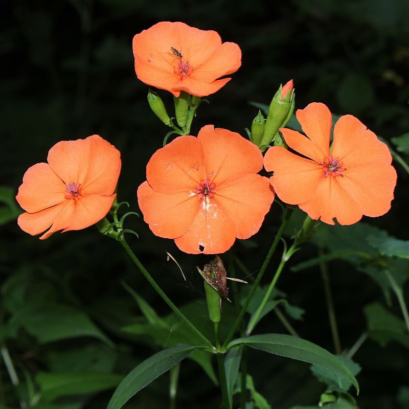 Silene Species, Lychnis