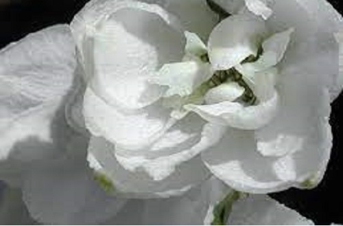 Delphinium, Larkspur White Ruffles