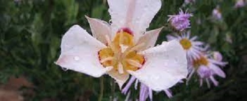 Calochortus Species, Nuttalls Mariposa, Sego Lily