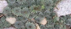 Sempervivum, Hen-and-Chickens, Houseleek, Old Man & Woman, Roof House Leek 'Saturn'