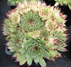 Sempervivum, Hen-and-Chickens, Houseleek, Old Man and Woman, Roof House Leek 'Sir William Lawrence'