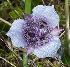 Calochortus Species, Hairy Star Tulip, Tolmie's Star Tulip, White Pussy Ears