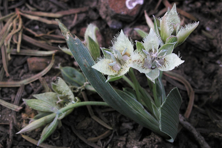 Shirley Meadows Star-tulip, Westons Mariposa