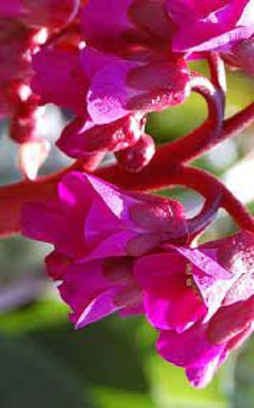 Bergenia, Heartleaf Bergenia, Pigsqueak Eroica