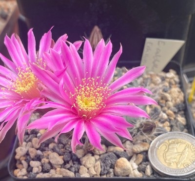 Echinocereus