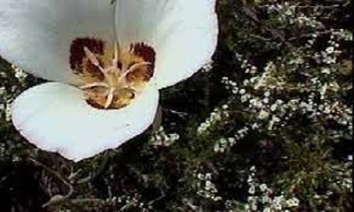 Calochortus Species, Dunns Mariposa Lily